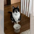 「ご飯まだ？」食べてないですアピール猫さんに9万人がツッコミ