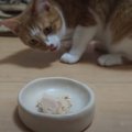 初！焼きささみに猫ちゃん大興奮☆