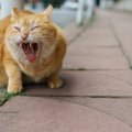 突然のシャー！猫が急に怒る理由4つ