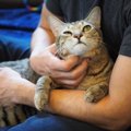 猫が撫でるのをやめてほしい時にする仕草５つ