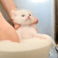 『白い保護子猫』をシャンプーしたら… ふわっふわに変化した様子が&qu…