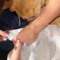 パパが『妊娠中のママの爪』を切っていたら…愛猫がとった『まさかの行…