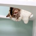 お気に入りの透明ボウルが消えた！？果たして猫ちゃんはどうする？