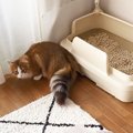 猫に『キャリーバッグ』を見せたら"全力拒否"されて…かわい…