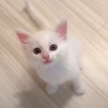 子猫が『ご飯食べさせて』おねだりした結果……反則級の可愛さに「まる…