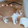 戸惑う猫ちゃんとすんなり受け入れる猫ちゃん