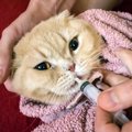 猫に漢方薬を使ってもいいの？注意点や飲ませ方