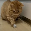 【おうち時間】猫ちゃんとアルミボールで遊ぶ♪