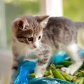 猫に『豆製品』を食べさせても大丈夫？体に与える影響や注意すべきことまで