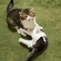 激闘！？パパ猫と子猫どっちが強いの？