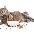 『よく食べる猫』との暮らしで注意したいこと4選　食べ過ぎによる健康…