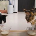 ２年ぶりのミルク！懐かしの味に猫ちゃんは…？