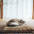 愛猫がぐっすり眠れる『ベッドの場所』4選　快眠につながる条件や気をつけ…