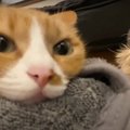 わんちゃんと元保護猫ちゃんが仲良くなった理由は？寒い日に絆を深め…