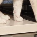 ササミを茹でた後、鍋を置いて冷ましていたら→『猫』が近付いてきて…驚き…