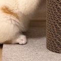 一生懸命『爪とぎをする子猫』を見ていると…『まさかの行動』に悶絶の声続…