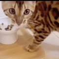 遊ぶの大好き！ベンガル猫テトさんの子猫時代