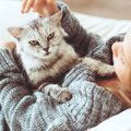 イケメン猫が勢ぞろい！カワイイだけじゃない猫の画像５選