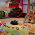 兄猫ちゃんに見守られ、スクスク育つ末っ子猫ちゃん♡