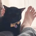 今にも『寝落ちしそうな猫』が、次の瞬間…吹き出す人が続出の"まさか…