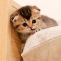 母猫の言う事を聞かない子猫に悲劇が…好奇心旺盛な姿に『ヒヤッとした…