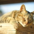 猫の飼い主の『モラルがない問題行動』5つ　周囲とのトラブル必至の迷…