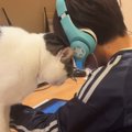 男の子が勉強をしていると、『甘えん坊な猫』がやって来て…全力の『か…
