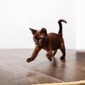 テンションMAX！愛猫の『興奮スイッチ』が入る理由５選　気をつけるべき注…