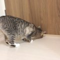 必死！隙間から一生懸命おててを伸ばす可愛い猫ちゃんたち♡