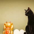 9月29日は『招き猫の日』だって知ってますか？その所以や招き猫にまつわる…