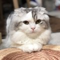 猫が喜ぶ『愛情表現』の方法５つ