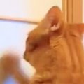 今まで障子を破っていた猫→『プラスチック製』に変わった結果…『可愛すぎ…