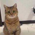 遊びの途中でカメラ目線！猫さんのお茶目な行動に思わず笑っちゃう♡