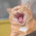 猫の不治の病のひとつ『口内炎』厄介な症状4選や原因、予防法などを解説