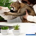 猫が急に『噛みついてきた』のはなぜ？考えられる4つの原因　やめてもらう…