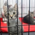 『不幸な思いをする猫』を減らすためにできること3つ　小さな命を救うため…
