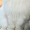 ふわふわの長毛猫→『ほっぺの毛』を撫でて整えたら…あまりにも高貴な…