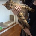 なんで〜？猫ちゃんが大好きな抱っこを拒むワケとは？