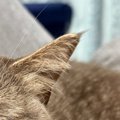 『思わず二度見した』→ソファでくつろぐ猫の『表情』が…まさかの光景に笑…