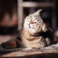 どんな猫でもかかりやすい『外耳炎』3つの原因とかかっているときのサ…