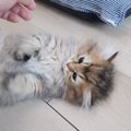 飼い主さんの手にじゃれて『遊んでいた子猫』が、突然……予想外の『愛おし…