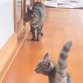 子猫が先輩猫との久々の再会に喜んでいたら…まさかの『気まずすぎる』…