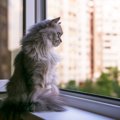 飼い猫が10階から転落！　重傷を負うも奇跡的に生存し、慈善団体が治…