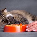 猫の『食欲不振』サイン3つ　考えられる原因と対処法も