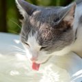 猫に与えてはいけない『水』とは？