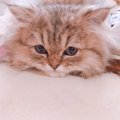 大好きな飼い主さんへ♡猫が見せる甘え方８選！