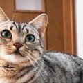 何を伝えたいの？"にゃ〜"のアピールが激しい猫ちゃん