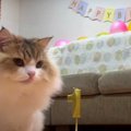 飼い主さんの愛情たっぷり！素敵な誕生日を過ごす猫くん♪