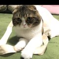 袋が大好きな欲張りな猫さん！