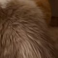 先輩猫を『怒らせてしまった』結果…『後輩猫の様子』に爆笑の声「トムジェ…
